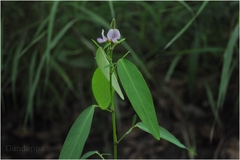 Codariocalyx motorius